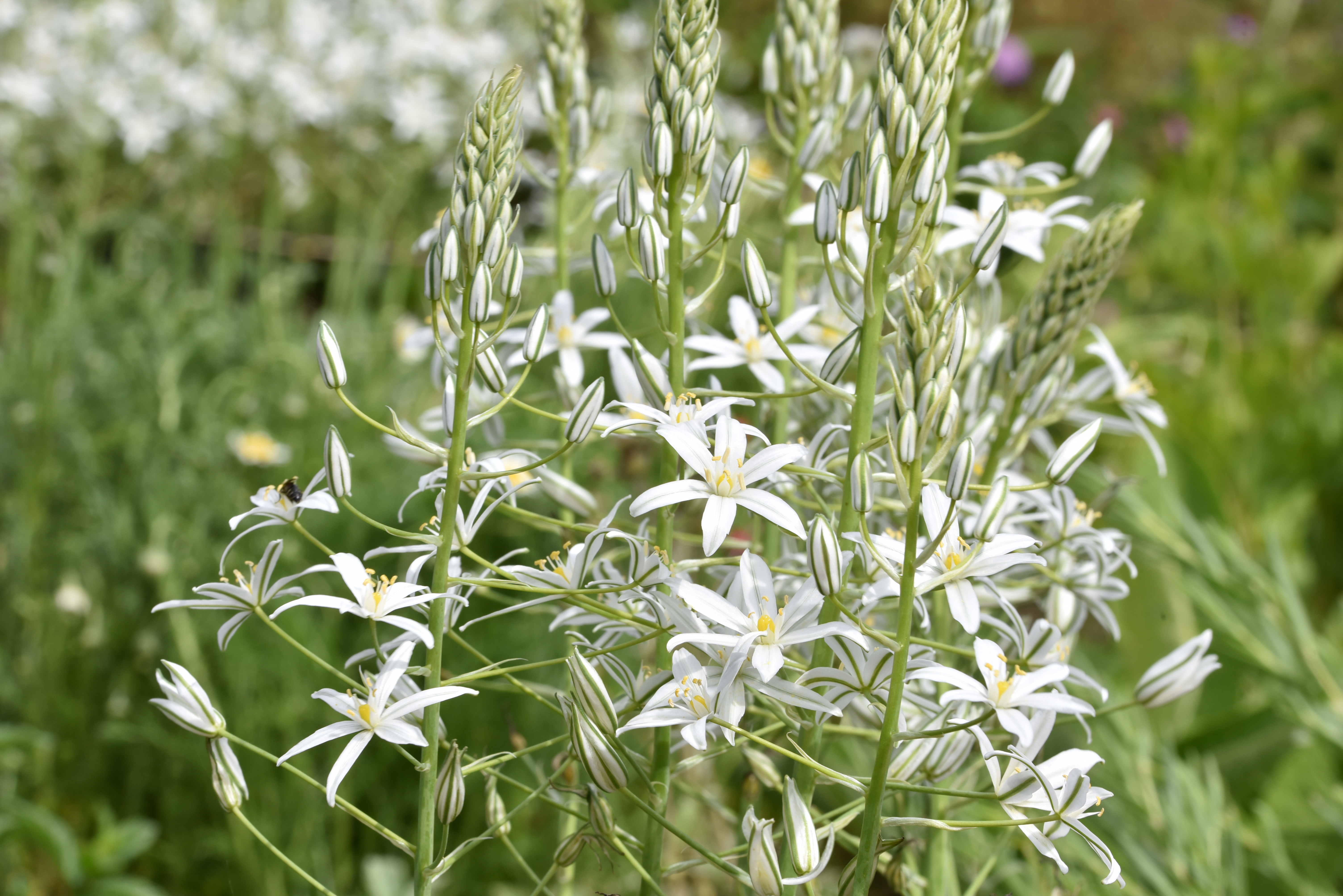 Ornithogalum ponticum 'Sochi'Vogelmelk bestellen